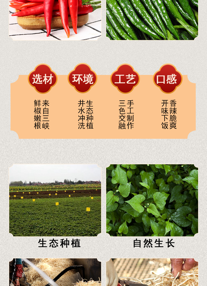 鱼腥草-酱_05.jpg
